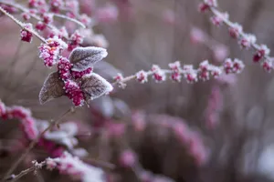 Purple Flower Covered With Snow Wallpaper