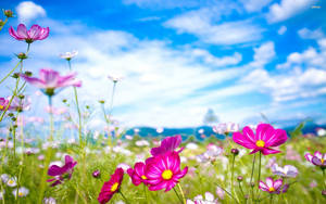 Purple Garden Cosmos Flower Desktop Wallpaper