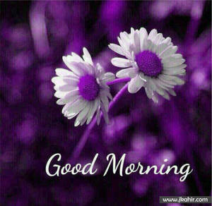 Purple Good Morning Hd Wallpaper