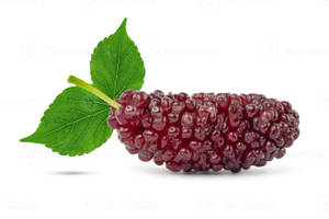 Purple Loganberry Wallpaper