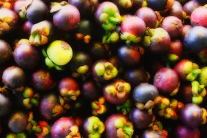 Purple Mangosteen Plant Wallpaper