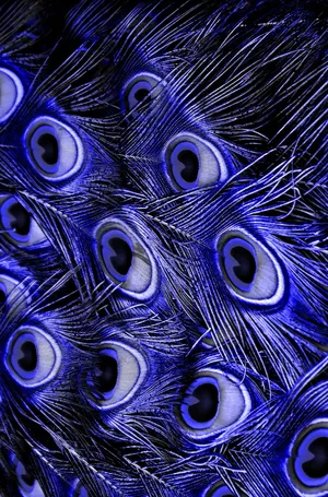 Purple Mor Pankh Wallpaper