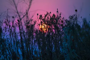 Purple Sunset Over A Field Of Grass Wallpaper