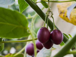 Purple Tamarillo Fruit Bundle On A Branch Wallpaper