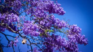 Purple Tree In Blue Wallpaper