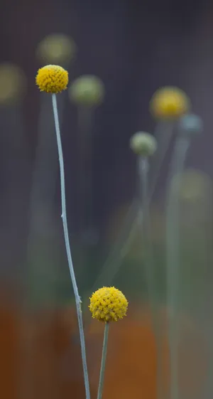 Pycnosorus Globosus Plant Original Iphone 4 Wallpaper