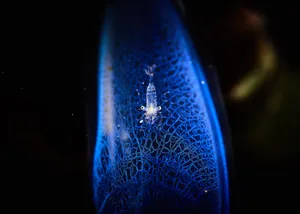 Qhd Blue Plankton Wallpaper