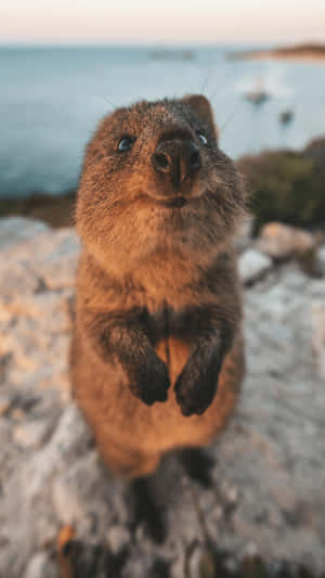 Quokka Smiling Closeup Australia Wallpaper