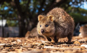 Quokkain Natural Habitat.jpg Wallpaper