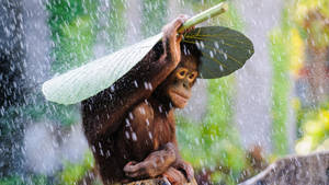 Rain Nature Deer Monkey Wallpaper