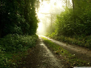 Rain Nature Dirt Road Wallpaper