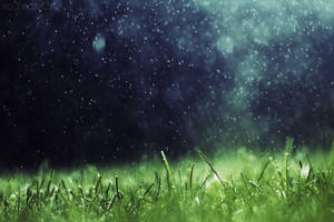 Rain Nature Grass Wallpaper