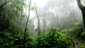 Rain Nature Rainforest Wallpaper