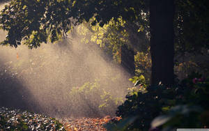 Rain Nature Sun Rays Wallpaper