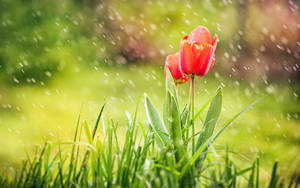 Rain Nature Tulips Wallpaper