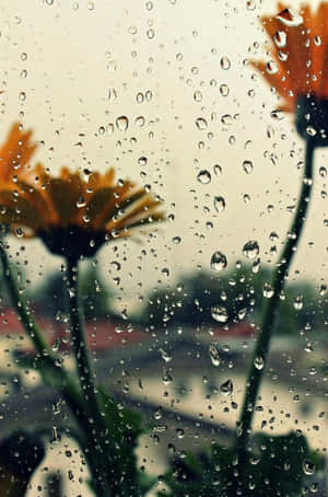 Raindrops On A Window With Flowers Wallpaper