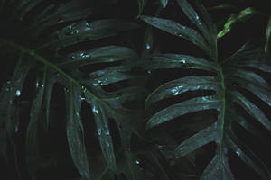 Raindrops On Green Leaves Wallpaper