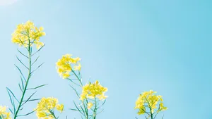 Rapeseed Blossoming In Yellow Aesthetic Flower Desktop Wallpaper
