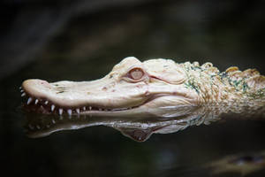 Rare Albino Alligator Wallpaper