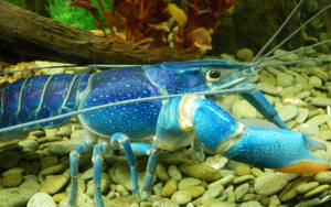 Rare And Unique Blue Lobster Wallpaper