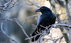 Raven Bird In Winter Wallpaper