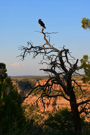 Raven On A Treetop Mobile Wallpaper