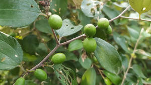 Raw Jujube Fruits Wallpaper