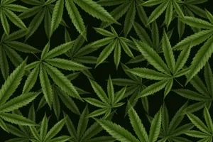 Realistic Weed Leaf Graphics Wallpaper