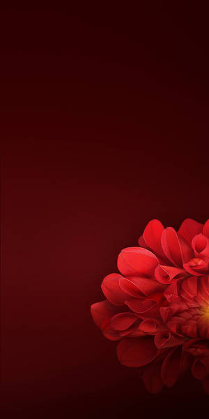 Realme Red Dahlia Wallpaper