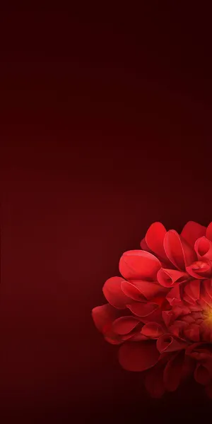 Realme Red Dahlia Wallpaper