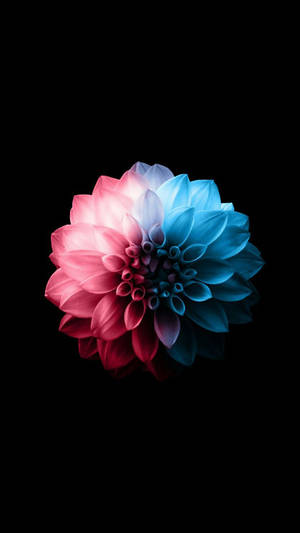 Red And Blue Dahlia Flower Apple Wallpaper