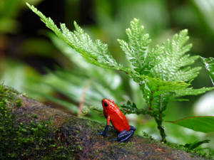 Red And Blue Poison-dart Frog On Tree Branch Wallpaper