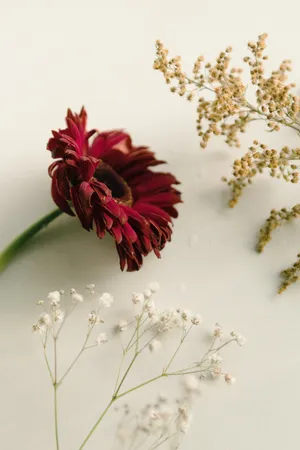 Red And White Flowers With White Backdrop Wallpaper