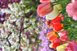 Red And Yellow Tulips In Bloom During Daytime Wallpaper