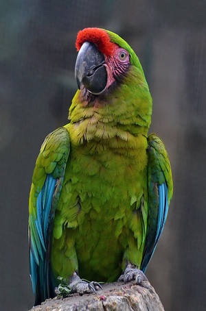 Red, Blue, And Green Parrot Hd Wallpaper