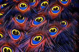 Red Blue Mor Pankh Wallpaper