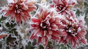 Red Chrysanthemum Flowers Frost Wallpaper