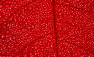 Red Color Leaf Wallpaper