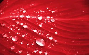 Red Color Water Drops On Leaf Wallpaper