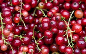 Red Currant Berries Wallpaper