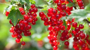 Red Currant Fruits Shrub Plant Farm Wallpaper