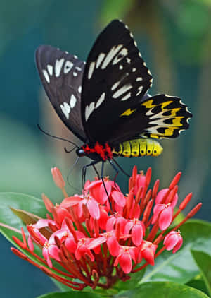 Red Flowers With Butterfly Wallpaper
