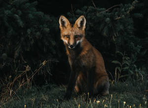 Red Fox Illuminated In The Night Wallpaper