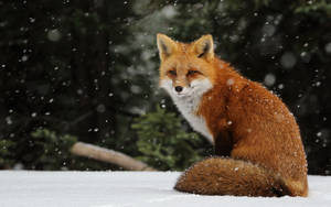 Red Fox Scouting For Prey In The Snow Wallpaper