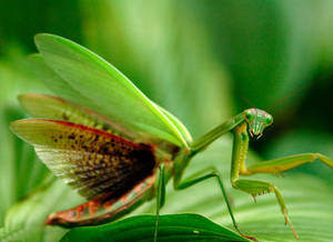 Red Green Praying Mantis Wallpaper