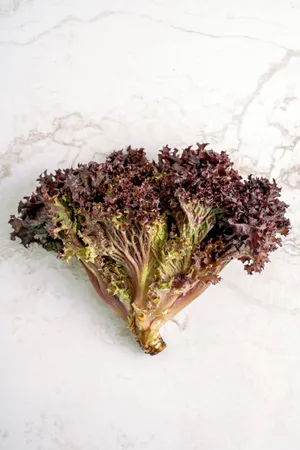 Red Leaf Lettuce Wallpaper