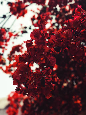 Red Leaves Wallpaper