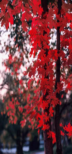 Red Maple Tree Full Hd Phone Wallpaper