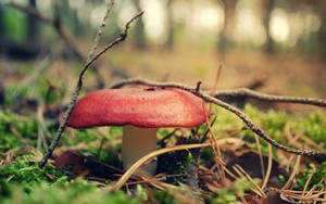 Red Mushroom In The Forest Wallpaper