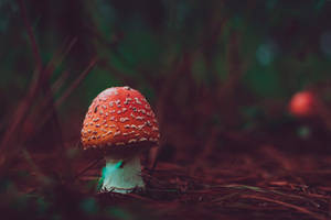 Red Mushroom Wallpaper